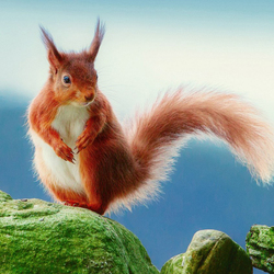 Пазл: Рыжая белка
