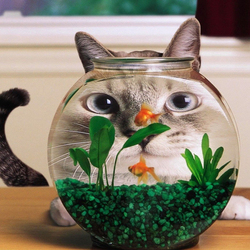 Пазл: Кот-аквариум