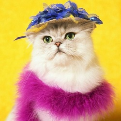 Пазл: Гламур