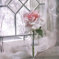 Пазл: Зимняя роза