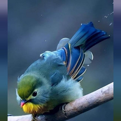 Пазл: Маленькая птичка