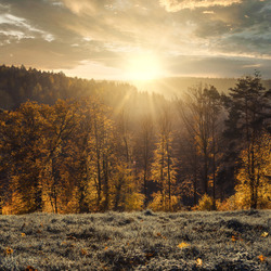 Пазл: Закат в лесу
