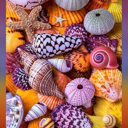Пазл: Ракушки