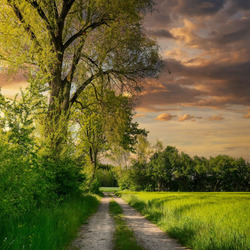 Пазл: Грунтовая дорога