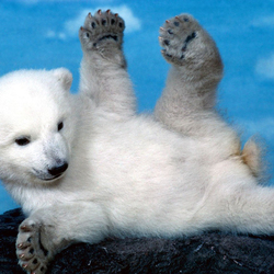 Пазл: Зарядка для медвежонка