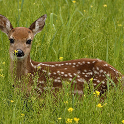Пазл: Оленёнок