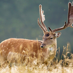 Пазл: Сильные рога