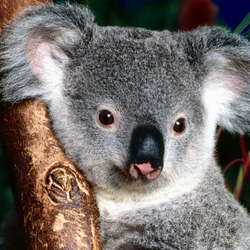 Пазл: Коалёнок