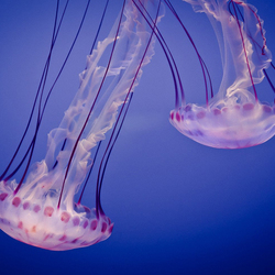 Пазл: Парочка