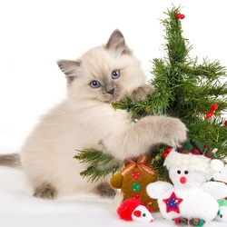 Пазл: Игрун