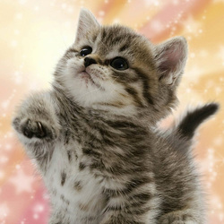 Пазл: Мягкие лапки