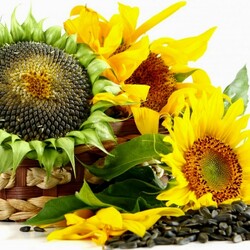 Пазл: Подсолнух