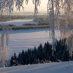 Пазл: Гроздья веточек