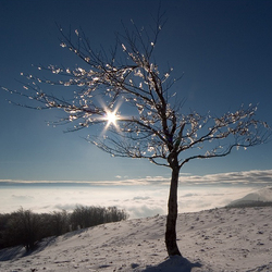 Пазл: Ночное дерево