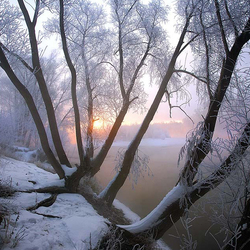 Пазл: Зимние деревья