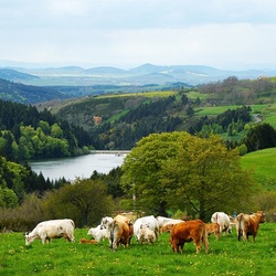Пазл: Пастбище