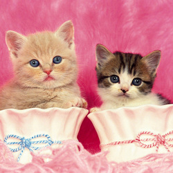 Пазл: Чашечки