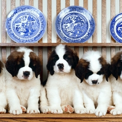 Пазл: Щенята