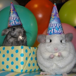 Пазл: Шиншилы