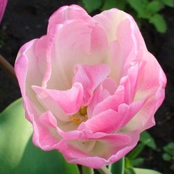 Пазл: Махровый тюльпан 