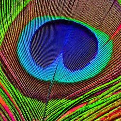 Пазл: Перо павлина