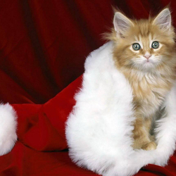 Пазл: Кот Мороз