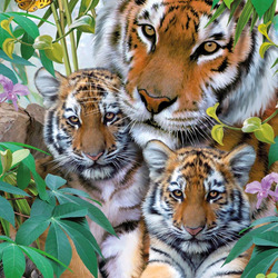 Пазл: Тигриное семейство