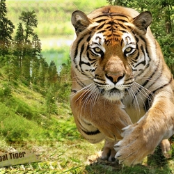 Пазл: Бенгальский тигр