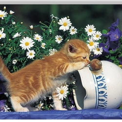 Пазл: Любопытный котенок