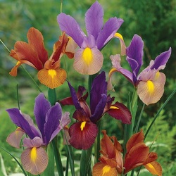 Пазл: Ирисы