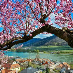 Пазл: Цветение