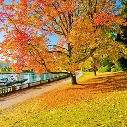 Пазл: Дерево