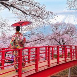 Пазл: Цветение сакуры