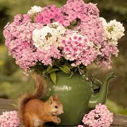 Пазл: Белка