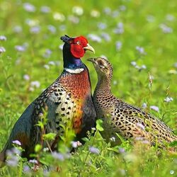 Пазл: Фазаны