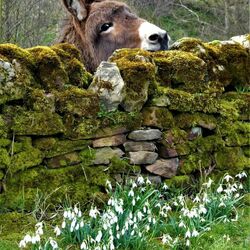 Пазл: Ослик
