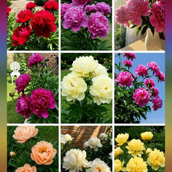 Пазл: Пионы