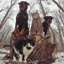 Пазл: Команда