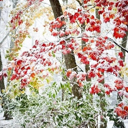 Пазл: Первый снежок