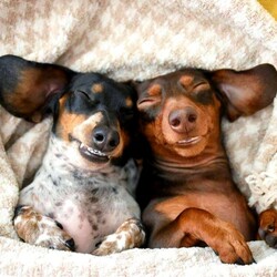 Пазл: Приятные сны