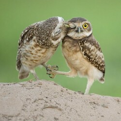 Пазл: Поцелуй