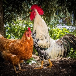 Пазл: Петушок и курочка