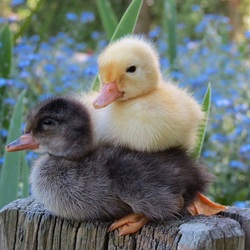 Пазл: Утята