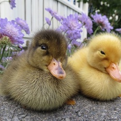 Пазл: Утята