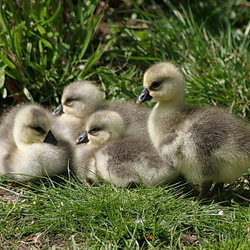 Пазл: Гусята