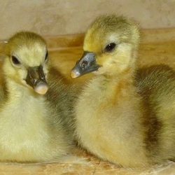 Пазл: Гусята