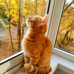 Пазл: Осенний котик