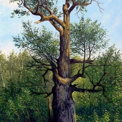 Пазл: Уединенный дуб