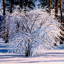 Пазл: Скумпия в белом наряде