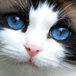 Пазл: Синеглазка